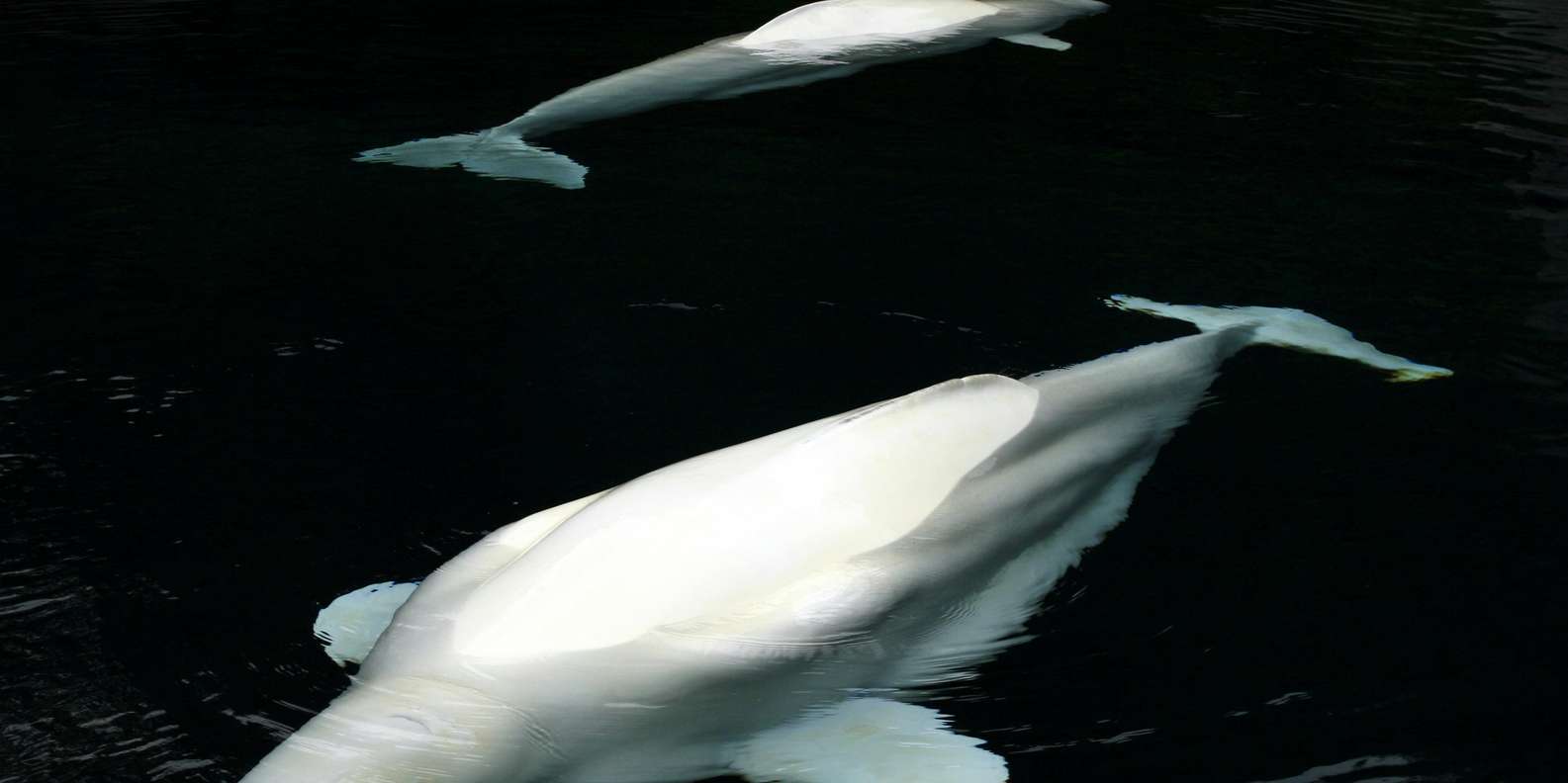 image for Aquarium & StanleyPark